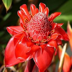 a red flower with yellow stamens on it