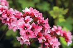 pink flowers with green leaves in the background