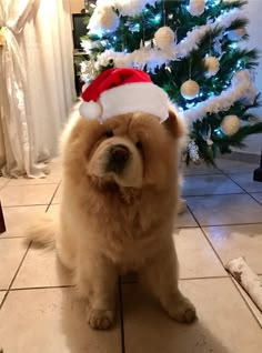 a brown dog wearing a santa hat sitting in front of a christmas tree on the floor