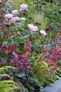 some pink flowers and green plants in a garden