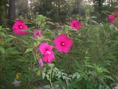 pink flowers are blooming in the woods