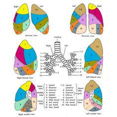 Lung Segments | Nuclear medicine, Medical mnemonics, Medical anatomy