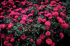 many red flowers are growing in the ground