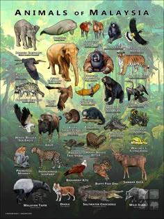 an illustrated poster showing the different types of animals in malaysia, with their names and description