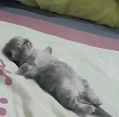 a cat laying on top of a bed next to a stuffed animal