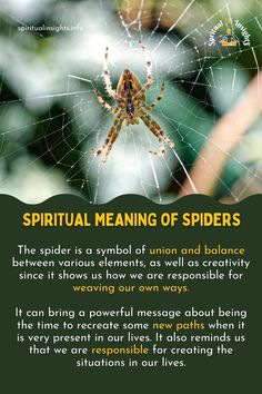 Spiritual Meaning of Spiders Spider Book, Spiritual Animal, Animal Symbolism