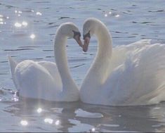 two white swans in the water making a heart shape with their beaks, while swimming