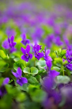 purple flowers with green leaves in the foreground