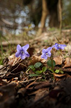 two small blue flowers growing out of the leaves on the ground in front of some trees