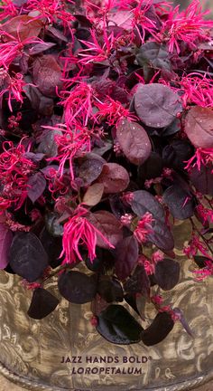 purple and red flowers in a metal container