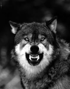 a black and white photo of a wolf with its mouth open, looking at the camera