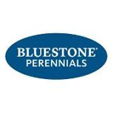 bluestoneperenn