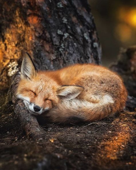 Foxes curl up so beautifully neatly. Totally adorable. - 9GAG Real Life Fairies, Söt Katt, Wild Forest, Forest Creatures, 웃긴 사진, Cute Fox, Red Fox, Animal Photo, Forest Animals