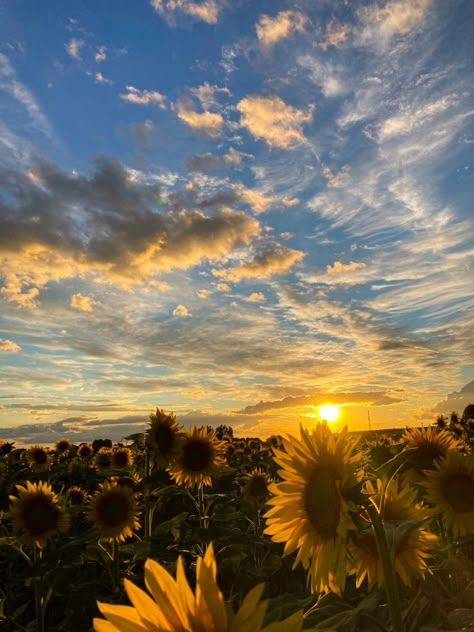 Sunny Flowers Aesthetic, Sun Flowers Wallpaper, Paige Core Aesthetic, Sun Flowers Aesthetic, Wallpapers Motivation, Sunflowers Aesthetic, Sunflower Aesthetic, Sunflower Sunset, Golden Sunflower