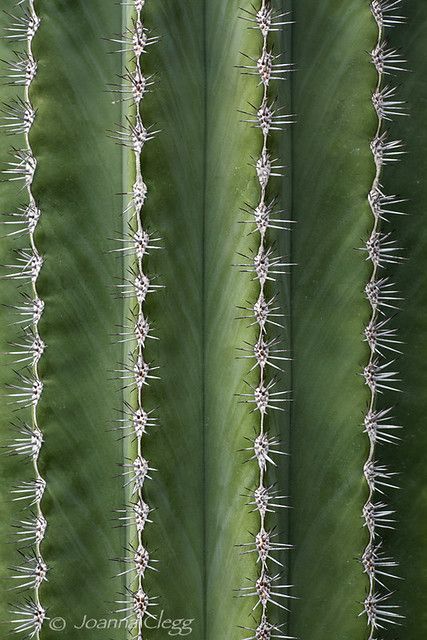 Prickly Lines | Abstract macro of a Saguaro cactus (carnegie… | Flickr Succulent Photography, Foto Macro, Cactus Photography, Line Photography, Cactus Drawing, Green Cactus, Saguaro Cactus, Vertical Lines, Cactus Succulents