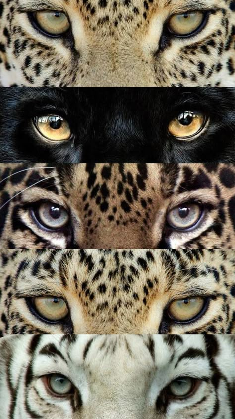 Animals Eyes, Leopard Eyes, Eyes Aesthetic, Financially Free, Extinct Animals, 9 To 5, The Verge, Media Platform, Print Wallpaper