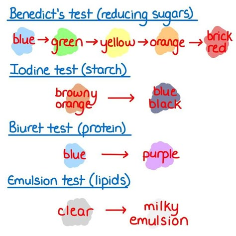 Biology Equations, As Level Biology, As Level Biology Notes, How To Revise Biology A Level, Biology Websites, Biology Flashcards Gcse, A Level Biology Notes, Biology Revision Gcse, Aqa A Level Biology