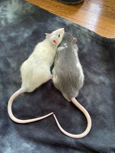 Rats And Mice, Funny Rats, Pet Rat, Cute Rats, A Rat, Pet Rats, Animal References, Silly Animals, Little Animals