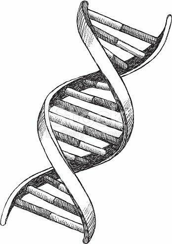 Dna Drawing, Biology Drawing, Science Tattoo, Dna Tattoo, Dna Art, Dna Sequence, Biology Art, Human Anatomy Art, Anatomy Art