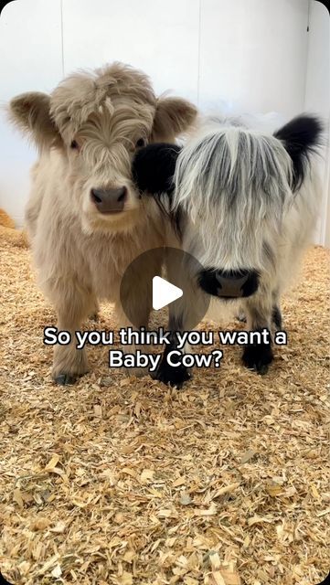 The Husky Fam on Instagram: "So are you ready? 🫣🐮 IB: @tuckerbudzyn #baby #cow #fluffycows #minicow #cows #millie #milo" Cutest Cows Ever, Fluffy Baby Cows, Scottish Highland Cows, Mini Cows Fluffy, Baby Fluffy Cows, Highlander Cow, Highland Cows Baby, Mini Hyland Cow, Highland Cow Mini