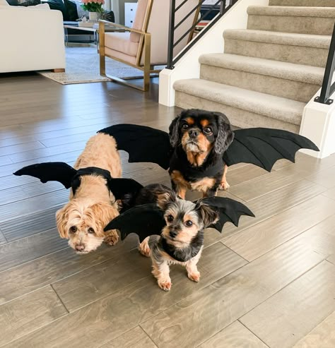 No sew DIY dragon dog costume, Game of Thrones dragon Halloween costume Halloween Costumes With Dogs Couple, Dogs Costumes Halloween, Dogs Halloween Costumes Diy, Dog Costume Ideas Diy, Puppy Costumes Halloween, Dog And Cat Halloween Costumes, Dog Diy Costumes Halloween, Diy Pet Halloween Costumes, Dog Diy Halloween Costumes