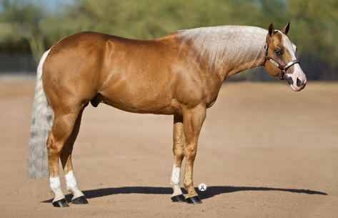 Palomino Quarter Horse, Palomino Horses, Quarter Horse Stallion, Aqha Horses, Buckskin Horse, Horse Reining, Reining Horses, Pale Face, Palomino Horse