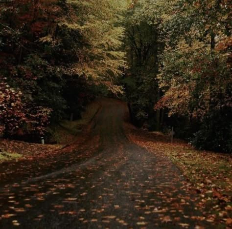 Fall Aesthetic Pictures, Leaves On The Ground, Fall Aesthetic, On The Ground, In The Mood, In The Fall, The Mood, Autumn Fall, Fall Autumn