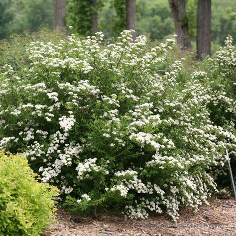 Spirea - Ultimate Care & Growing Guide | Proven Winners Spirea Plant, Spirea Bush, Spirea Shrub, Gardening Greenhouse, Bridal Wreath Spirea, Lisa Williams, Bush Garden, Bridal Wreath, Shade Perennials