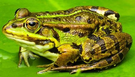 1,000+ Free Toad & Frog Images - Pixabay Pixabay Animals, Frog Images, Types Of Frogs, Frog Facts, Forest Field, Frog Sculpture, Lifecycle Of A Frog, Animal Classification, Frog Pictures