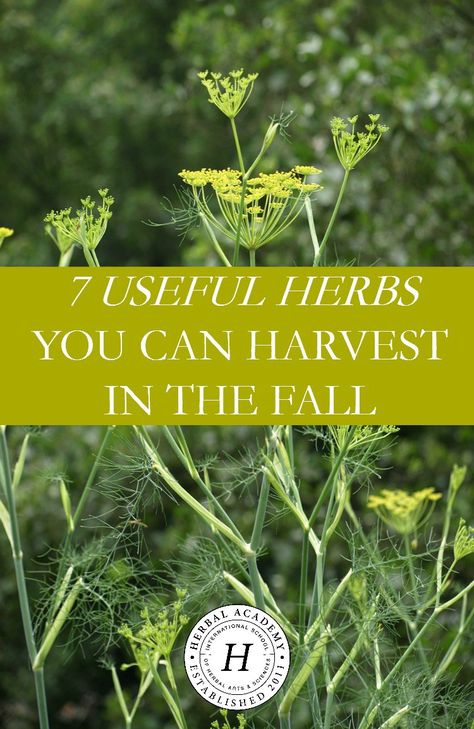 Fall Herbs, Harvest Herbs, Herb Magic, Medicine Recipes, Autumn Tea Party, Medicine Garden, Herbal Garden, Food Foraging, Herbal Academy