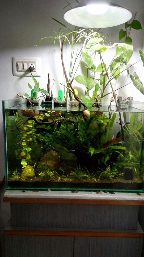 River Paludarium, Pea Puffer Tank, Ecosystem Aquarium, Planted Betta Tank, Planted Fish Tank, Aqua Scaping, Animal Enclosures, Tank Terrarium, Freshwater Aquarium Plants