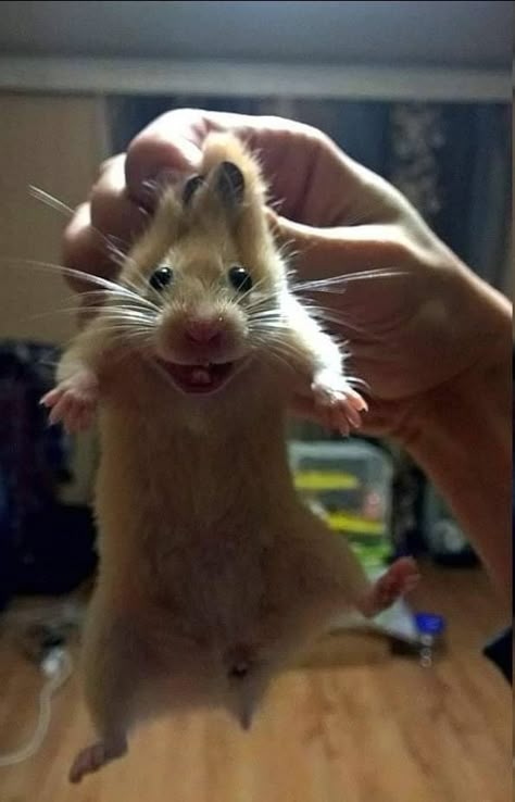 Hamster Pics, Goofy Animals, Funny Rats, Funny Hamsters, A Hamster, Cute Small Animals, Cute Rats, Funny Animal Photos, Cute Hamsters