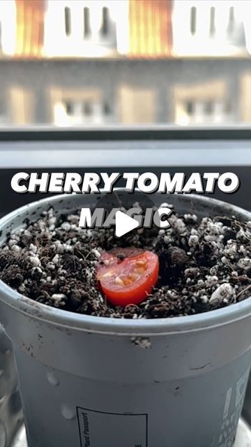 Tomato Planting Ideas, Vegan Gardening, How To Plant Tomatoes, Growing Produce, How To Grow Cherries, Growing Cherry Tomatoes, Creative Explained, How To Grow Tomatoes, Cherry Tomato Plant