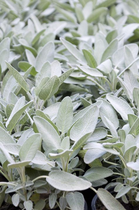 Sage Plants, Types Of Sage, Growing Sage, Sage Herb, Salvia Officinalis, Sage Plant, Sage Green Wallpaper, White Plants, Garden Types