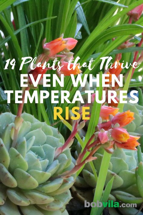 Check out these 14 plants that don't mind the heat and sun. Heat Tolerant Plants, Lawn Mower Maintenance, Landscape Curbing, Landscaping Curb Appeal, Garden Perennials, Fragrant Garden, Front Courtyard, Planting Tips, Easy Landscaping