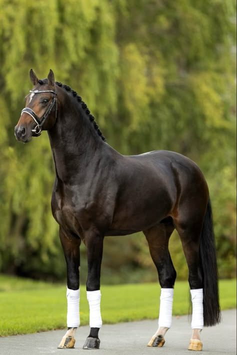 Dutch Warmblood Horse, Kwpn Horse, Dutch Warmblood, Warmblood Horses, Morgan Horse, Most Beautiful Horses, Horse Aesthetic, Blue Horse, Dressage Horses