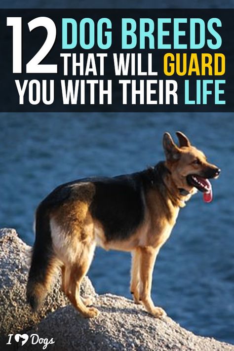 Dog Protecting Owner, Personal Protection Dog Training, Protective Family Dogs, Jarman Safed Dog, Farm Dogs Breeds, Best Family Dogs, Cake Measurements, Best Guard Dog Breeds, American Alsatian