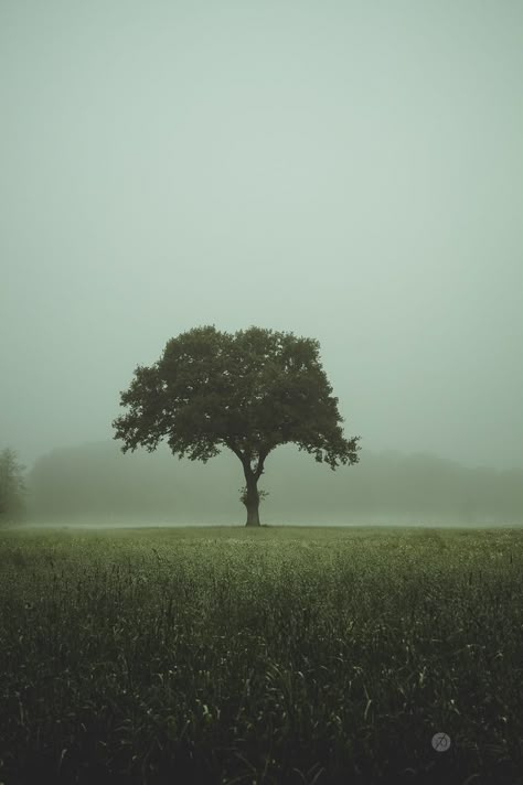 Plains Landscape, Beautiful Summer Wallpaper, Northern Germany, Iphone Wallpaper Lights, Dark Landscape, Cool Pictures For Wallpaper, Minimalist Landscape, Misty Forest, Landscape Photography Nature