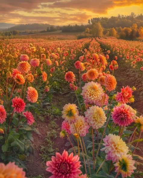 Dahlias 💖 . . #ai #flowers #digitalart #beautiful #landscape #dahlia #pink #aiartist #ia #midjourney Dahlias Aesthetic, Dalias Flowers, Dahlia Flower Aesthetic, Dahlia Aesthetic, Dahlia Field, Dahlia Wallpaper, Dalia Flower, Dahlia Flower Garden, Flowers Dahlias