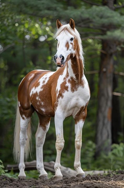 Beautiful Pictures Of Horses, Mahogany Bay Horse, Appolusa Horse Pictures, Horse Images Beautiful, Majestic Horse Photography, White Quarter Horse, Bay Horse Photography, Warmblood Horses Jumping, Horse Frontal View