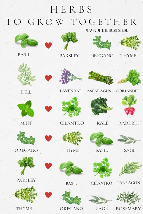 Healing Garden Design Plan, Fresh Herb Garden, Spice Plants Herbs Garden, Medicinal Herb Garden Layout Raised Beds, Herb Garden Landscape, How To Make A Herb Garden, Herb Garden For Small Spaces, Home Gardening Ideas Flowers, Herbs For Garden