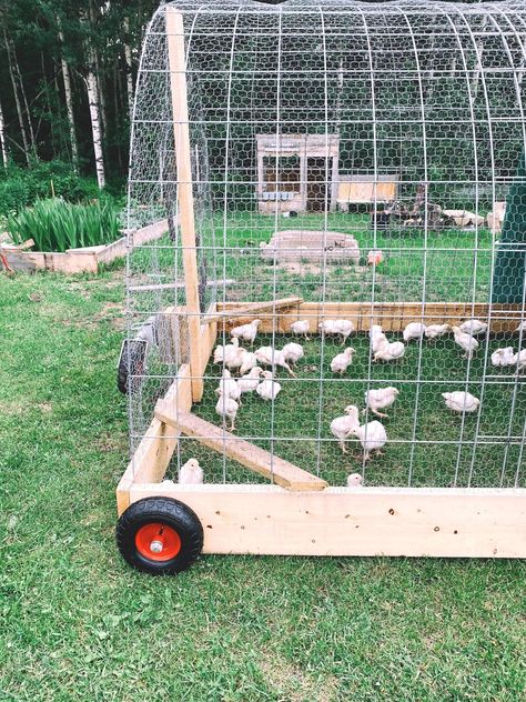 Chicken Run Portable, Meat Chickens Tractor, Diy Meat Bird Coop, Chicken Run Around The Garden, Chicken Coop Ideas Backyard Diy, Diy Meat Chicken Coop, Collapsible Chicken Coop, Movable Chicken Coupe Diy Plans, Chicken Run Out Of Pallets