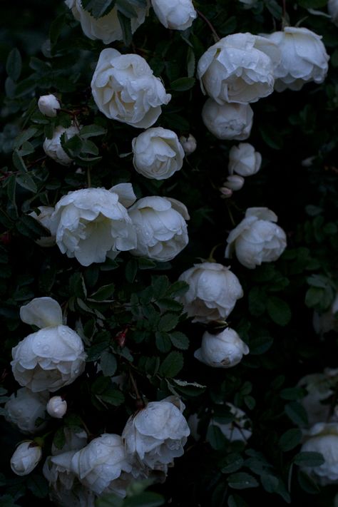 UKKONOOA: Juhannus maalla / Midsummer in the Countryside Dark Flowers Aesthetic, Dark Flower Aesthetic, Dark Plants, Flower Dark, Dark Garden, Flowers Dark, Dark Aesthetics, Peony Wallpaper, Midnight Garden