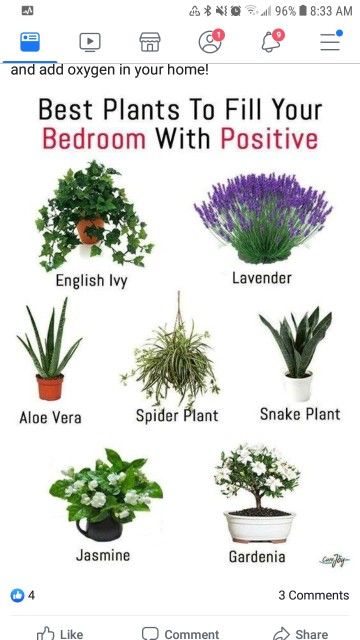 Beginner Plants Indoor, Best Bedroom Plants, Pretty House Plants, Plants For Bedroom, Best Plants For Bedroom, نباتات منزلية, Inside Plants, Best Indoor Plants, Best Plants