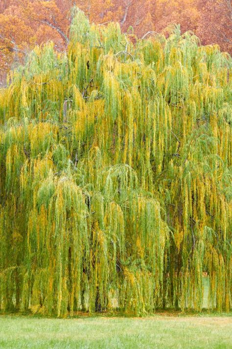 Weeping Willow – Salix babylonica -tree Australian Willow Tree, Giant Willow Tree, Fastest Growing Trees, Salix Babylonica, Lombardy Poplar, Silver Maple Tree, Eucalyptus Deglupta, Rainbow Eucalyptus, Growing Trees