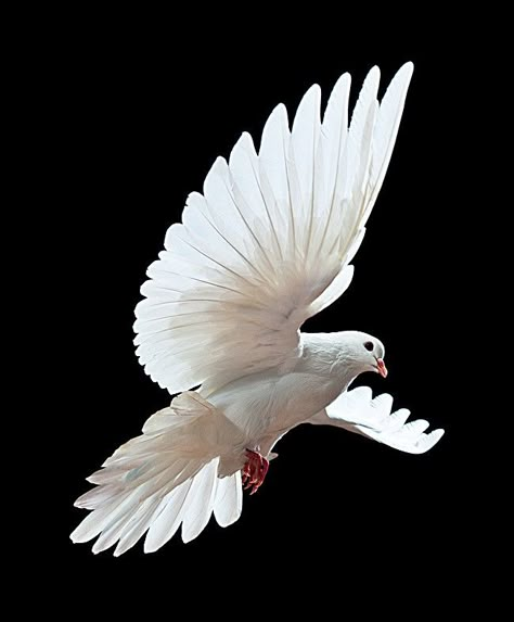 White Bird Feather Wildlife background Dove Flying, Dove Images, Dove Tattoos, Dove Pigeon, Dove Pictures, Bird Flying, Dove Bird, Bird Wings, White Dove