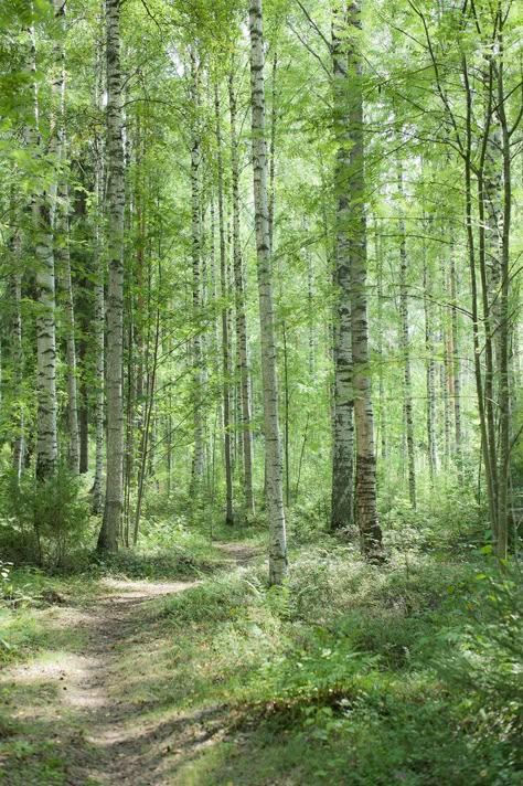 Birch Forest Art, Birch Tree Aesthetic, Birch Forest Aesthetic, Burch Trees, Temperate Forest Biome, Birch Aesthetic, Birch Tattoo, Arcadia Aesthetic, Last House On Needless Street