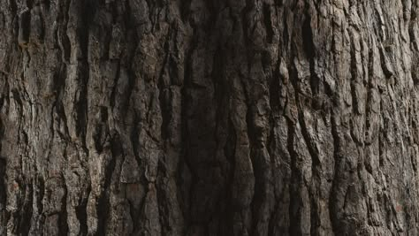 ArtStation - HyperTrees Bark R&D 2, Greg Zdunek Theme Pics, Theme Pictures, My Themes, Wood Background, Patterns In Nature, The Hunger, Free Pictures, Arbor, Hunger Games