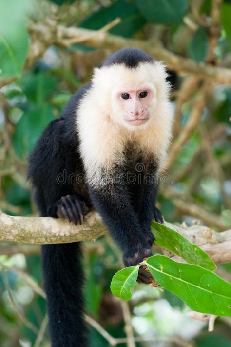 White faced Capuchin Monkey. In rainforest #Sponsored , #Paid, #sponsored, #faced, #Monkey, #Capuchin, #White Corcovado National Park, Animal Photography Wildlife, Manuel Antonio National Park, Capuchin Monkey, Animal Action, Monkey Island, Pet Monkey, Island Tour, Face Images