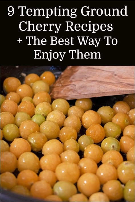 If you're wondering what to do with all of those delicious ground cherries, I've got 9 ways to put them to good use, including the best way to enjoy them. Ground Cherry Tomato Recipes, Ground Cherry Dessert Recipes, Ground Cherry Recipe, Recipes With Ground Cherries, Ground Cherry Crisp, Canning Ground Cherries, Ground Cherry Preserves, Ground Cherry Jam Recipes, Ground Cherry Salsa